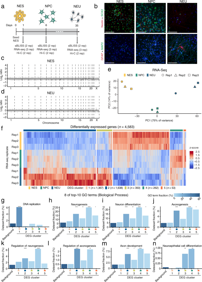 An atlas of endogenous DNA double-strand breaks arising during human ...