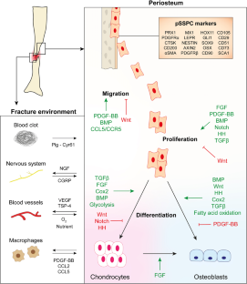 骨再生中的骨膜骨骼干细胞和祖细胞,Current Osteoporosis Reports - X-MOL