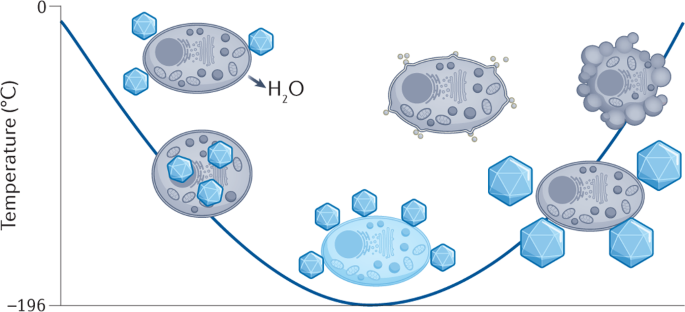 Cryopreservation Key Principles And Applications