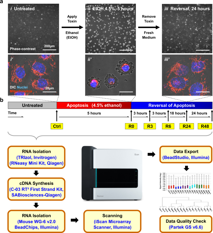 Transcriptomic Study Of Anastasis For Reversal Of Ethanol-induced ...