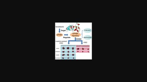 Vandetanib drives growth arrest and promotes sensitivity to