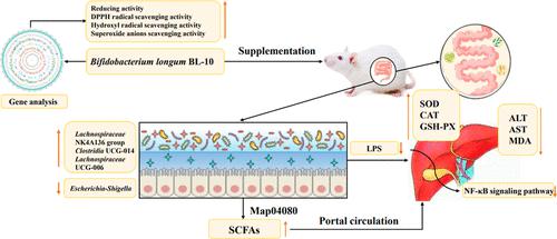 Bifidobacterium longum BL-10 with Antioxidant Capacity Ameliorates