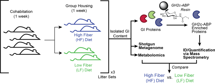 Activity-based protein profiling identifies alternating activation