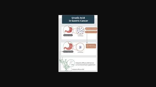 Ursolic acid silences CYP19A1/aromatase to suppress gastric cancer ...