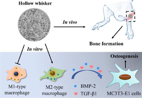 Whisker Of Biphasic Calcium Phosphate Ceramics: Osteo-immunomodulatory ...