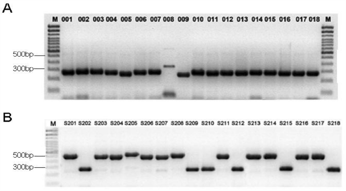 PDF) Biological Characteristics of Verticillium dahliae MAT1-1 and