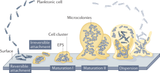 The Biofilm Life Cycle: Expanding The Conceptual Model Of Biofilm ...