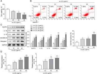 LncRNA HCG11 通过调节 miR-224-3p/JAK1 轴加速动脉粥样硬化,Biochemical Genetics - X-MOL