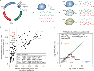 具有最小侧链 RNA 靶向的工程化 Cas13 变体,Nature Biotechnology - X-MOL