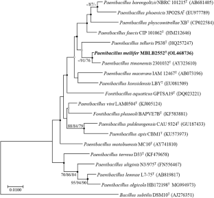 Paenibacillus mellifer sp. nov., isolated from gut of the honey bee ...