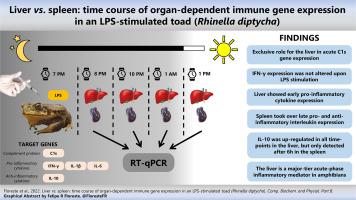 Liver Vs. Spleen: Time Course Of Organ-dependent Immune Gene Expression ...