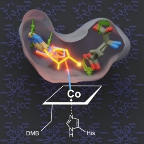 Structure-Based Demystification Of Radical Catalysis By A Coenzyme B12 ...