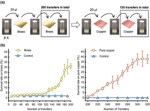 Experimental evolution of bacterial survival on metallic copper