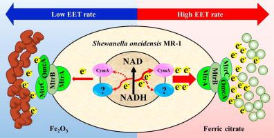 Shewanella oneidensis MR-1内膜电子传递枢纽响应细胞外还原动力学的动态作用,Chemical Engineering ...