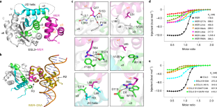 Structural Insights Into Partner Selection For MYB And BHLH ...