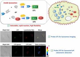 In-situ Construction Of Fluorescent Probes For Lysosomes Imaging And ...