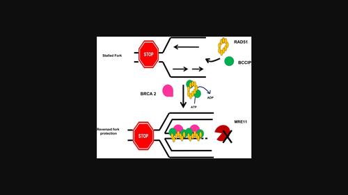 The Brca2 And Cdkn1a-interacting Protein (bccip) Stabilizes Stalled 