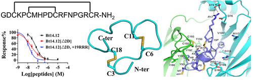 Discovery And Structural And Functional Characterization Of A Novel A ...