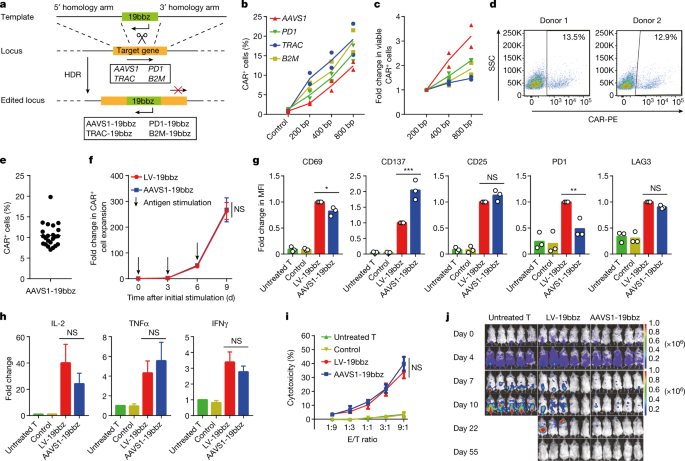 Non-viral, Specifically Targeted CAR-T Cells Achieve High Safety And ...