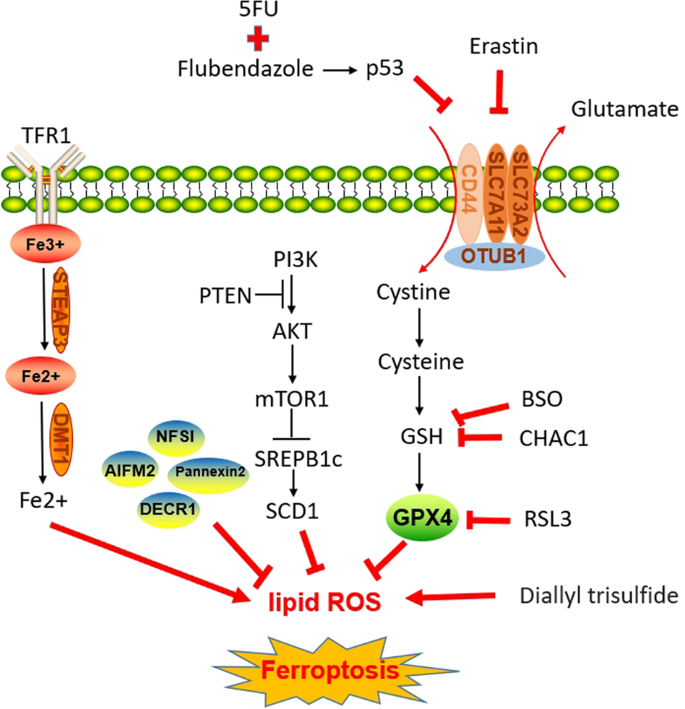 cancers-free-full-text-lineage-plasticity-and-stemness-phenotypes