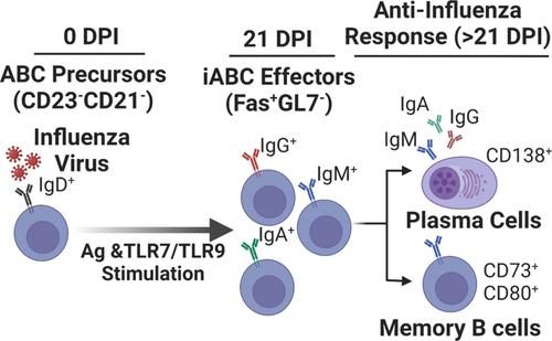 IgD+ Age-associated B Cells Are The Progenitors Of The Main T ...