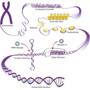 S1-END-seq 揭示人类细胞中的 DNA 二级结构,Molecular Cell - X-MOL