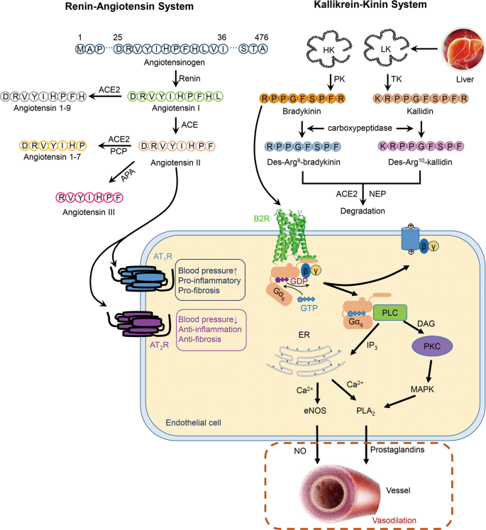 Function and structure of bradykinin receptor 2 for drug discovery,Acta ...