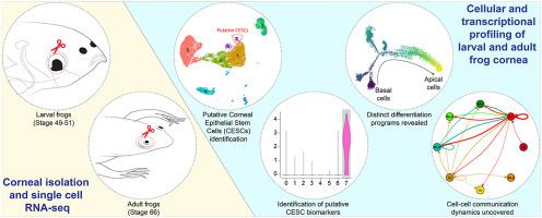 Cellular and molecular profiles of larval and adult Xenopus corneal ...