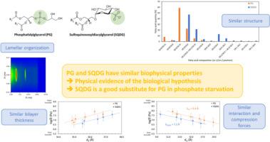 Sulfoquinovosyldiacylglycerol And Phosphatidylglycerol Bilayers Share ...