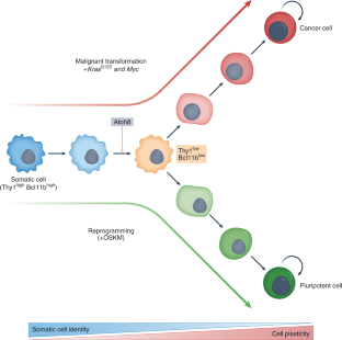 Cell Identity And Plasticity Uncoupled,Nature Cell Biology - X-MOL