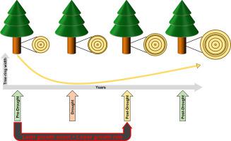 Later growth onsets or reduced growth rates: What characterises legacy ...