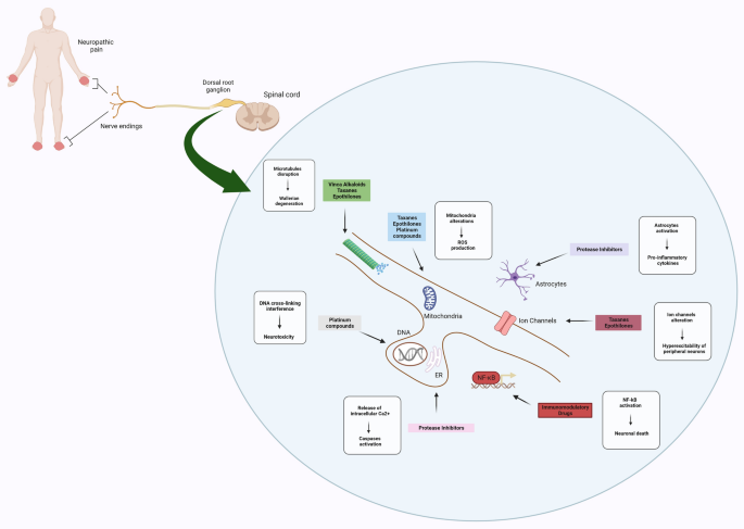 Emerging Approaches For The Management Of Chemotherapy Induced Peripheral Neuropathy CIPN