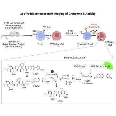 In Vivo Bioluminescence Imaging Of Granzyme B Activity In Tumor ...