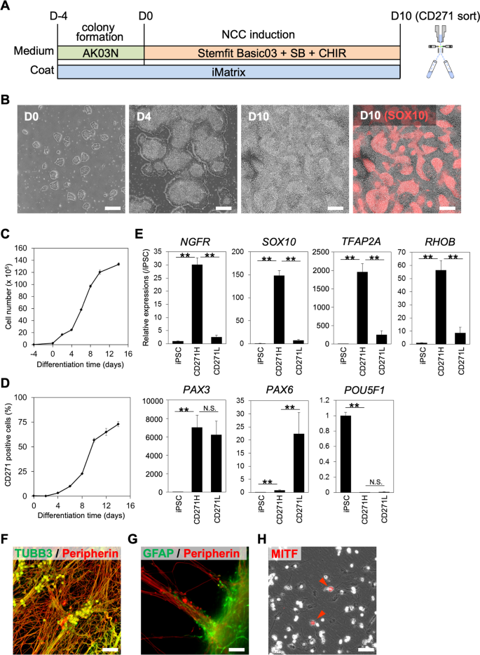 Induction Of Functional Xeno Free Mscs From Human Ipscs Via A Neural