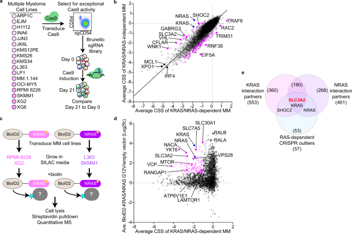 Oncogenic Ras Commandeers Amino Acid Sensing Machinery To Aberrantly Activate Mtorc1 In Multiple