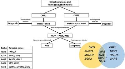 Genotype–phenotype Characteristics Of Vietnamese Patients Diagnosed ...