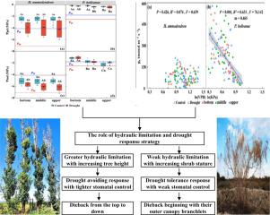 Within-crown plasticity of hydraulic properties influence branch