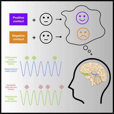 Neural computations underlying contextual processing in humans,Cell ...