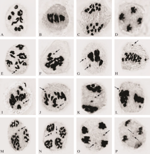 Selfish Genetic Drive Of B Chromosomes In Diploid And Autotetraploid ...