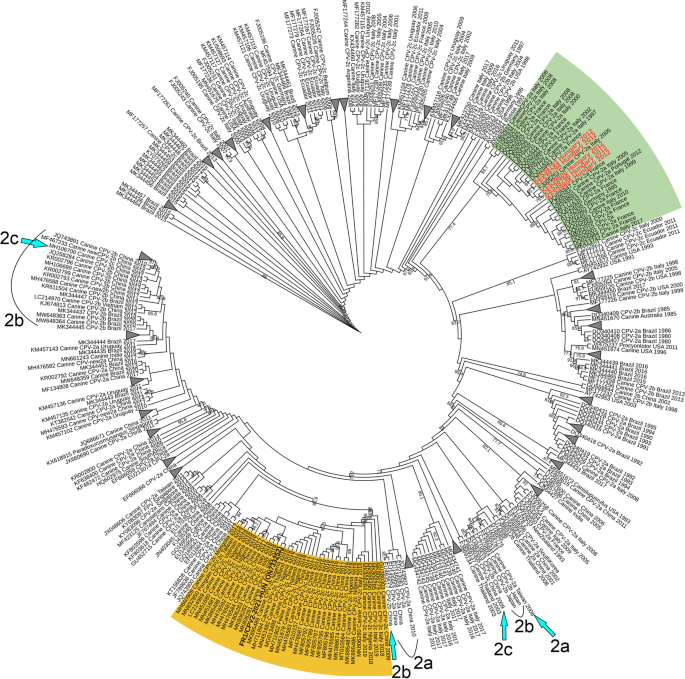 Unusual “Asian-origin” 2c to 2b point mutant canine parvovirus ...