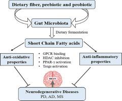 肠道菌群产生短链脂肪酸在神经退行性疾病中的治疗潜力,Nutrition