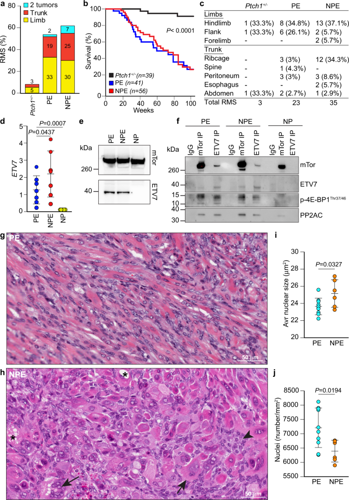 Haploinsufficiency of the lysosomal sialidase neu1 results in a model