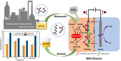 Conversion Of Liquor Brewing Wastewater Into Medium Chain Fatty Acids ...