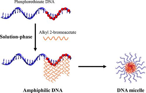 POU-M2 promotes juvenile hormone biosynthesis by directly