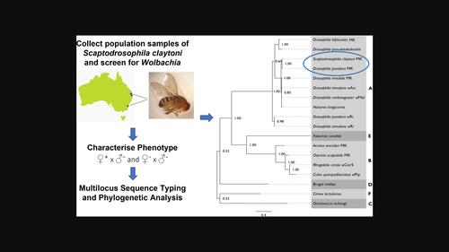 Characterization of the first Wolbachia from the genus Scaptodrosophila ...