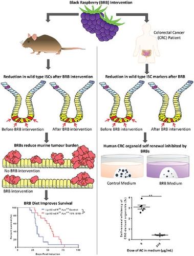 Modification Of Diet To Reduce The Stemness And Tumorigenicity Of ...