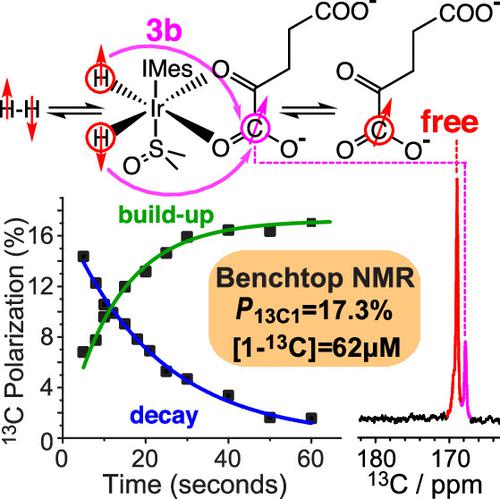 Rapid 13C Hyperpolarization Of The TCA Cycle Intermediate α ...