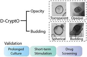 D-CryptO：基于深度学习的明场图像结肠类器官形态分析,Lab On A Chip - X-MOL