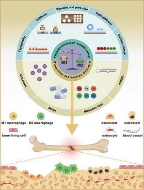 Bone Repair Biomaterials: A Perspective From Immunomodulation,Advanced ...