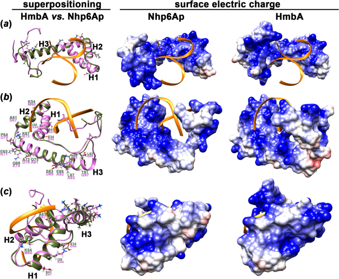 The Role Of The Aspergillus Nidulans High Mobility Group B Protein HmbA ...